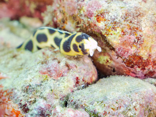 不思議なモヨウモンガラドオシ（ウミヘビ科）。
英名学名：Tiger snake eel, Myrichthys maculosus
東京都伊豆諸島式根島-2024
