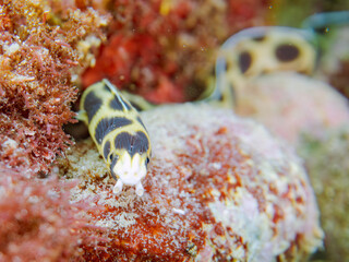 不思議なモヨウモンガラドオシ（ウミヘビ科）。
英名学名：Tiger snake eel,...