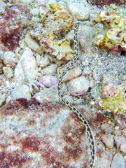 不思議なモヨウモンガラドオシ（ウミヘビ科）。
英名学名：Tiger snake eel, Myrichthys maculosus
東京都伊豆諸島式根島-2024
