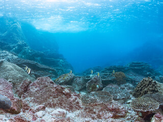 サンゴ礁に群れる、美しいツノダシやチョウチョウウオ類の群れ。
東京都伊豆諸島式根島-2024
