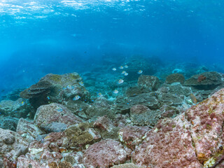 サンゴ礁に群れる、美しいツノダシやチョウチョウウオ類の群れ。
東京都伊豆諸島式根島-2024
