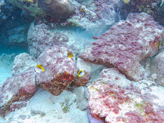 テーブルサンゴに住む可愛いヤリカタギ、ミスジチョウチョウウオ、トゲチョウチョウウオ他の群れ
英名学名：Chevron Butterflyfish, Chaetodon trifascialis, Oval Butterflyfish, Chaetodon Lunulatus and Threadfin Butterflyfish, Chaetodon Auriga
東京都伊豆諸島式根島-2024
