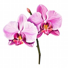 Fototapeta premium an AI Image Generator, Beautiful Phalaenopsis Orchids in Bloom