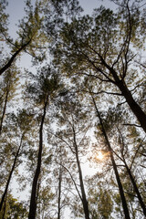 Fototapeta premium Serene forest landscape at Intakin Silvicultural Research Station in Mae Taeng, Chiang Mai, Thailand.