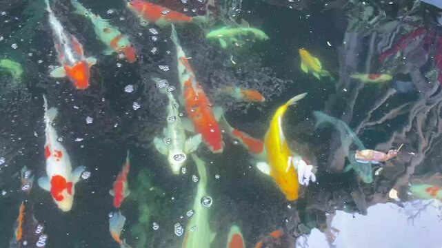 Koi fish,Gold fish
