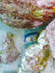 水中洞窟にいる,
美しいハコフグ（ハコフグ科）。
英名学名：Boxfish...