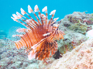 美しく大きなハナミノカサゴ（ミノカサゴ亜科）。
英名学名：Red Lionfish (Pterois volitans),.
東京都伊豆諸島式根島-2024
