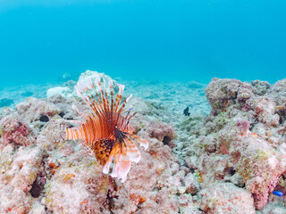 美しく大きなハナミノカサゴ（ミノカサゴ亜科）。
英名学名：Red Lionfish (Pterois volitans),.
東京都伊豆諸島式根島-2024
