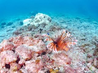 美しく大きなハナミノカサゴ（ミノカサゴ亜科）。
英名学名：Red Lionfish (Pterois volitans),.
東京都伊豆諸島式根島-2024

