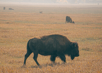 lone bison