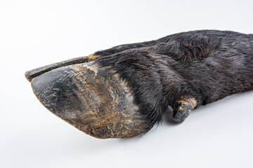 A black cow hoof on a white background