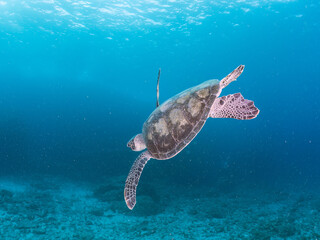 Obraz premium サンゴ礁をゆったりと泳ぐ大きく美しいアオウミガメ（ウミガメ科）。 英名学名：green sea turtles, Chelonia mydas 東京都伊豆諸島式根島-2024 