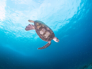 Obraz premium サンゴ礁をゆったりと泳ぐ大きく美しいアオウミガメ（ウミガメ科）。 英名学名：green sea turtles, Chelonia mydas 東京都伊豆諸島式根島-2024 