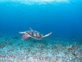 サンゴ礁をゆったりと泳ぐ大きく美しいアオウミガメ（ウミガメ科）。
英名学名：green sea turtles, Chelonia mydas
東京都伊豆諸島式根島-2024
