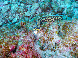 不思議なモヨウモンガラドオシ（ウミヘビ科）。
英名学名：Tiger snake eel, Myrichthys maculosus
東京都伊豆諸島式根島-2024
