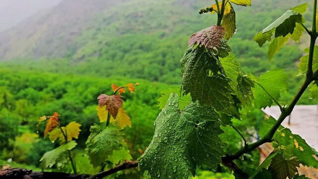 Rain droplets on grapevines: lush leaves and tendrils in a misty, serene vineyard scene.
📍Kamalla village - Hawraman Takht