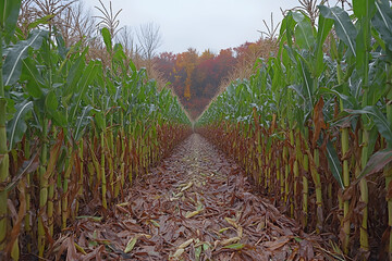 Obraz premium A serene cornfield bathed in golden sunlight with shimmering seeds leading to a glowing portal.