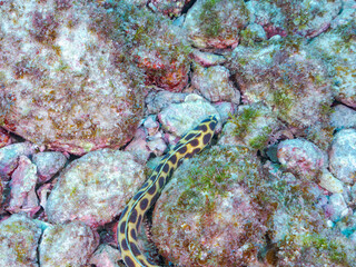 不思議なモヨウモンガラドオシ（ウミヘビ科）。
英名学名：Tiger snake eel, Myrichthys maculosus
東京都伊豆諸島式根島-2024
