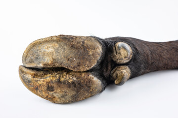 A black cow hoof on a white background