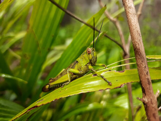 a grasshopper with the Latin name Caelifera that sits on a leaf