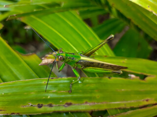 a grasshopper with the Latin name Caelifera that sits on a leaf