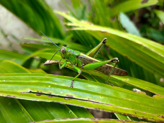a grasshopper with the Latin name Caelifera that sits on a leaf