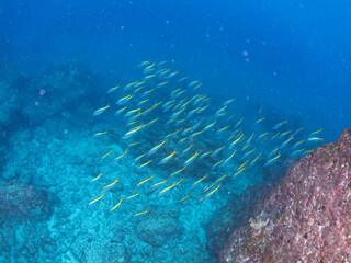美しいタカベ（タカベ科）の群れ他。
英名学名：Yellowstriped Butterfish, Labracoglossa argentiventris
東京都伊豆諸島式根島-2024

