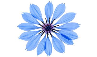 Fototapeta premium Blue flower blossom, close-up studio shot, botanical detail, nature background, floral design