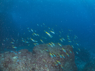 美しいタカベ（タカベ科）の群れ他。
英名学名：Yellowstriped Butterfish,...