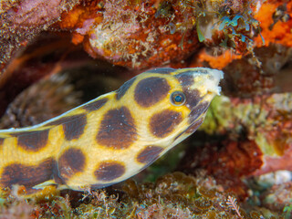 不思議なモヨウモンガラドオシ（ウミヘビ科）。
英名学名：Tiger snake eel, Myrichthys maculosus
東京都伊豆諸島式根島-2024

