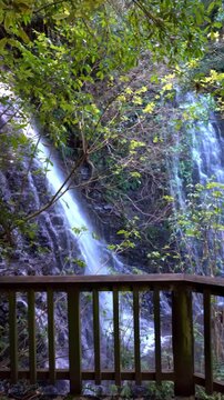 Bara Falls Hidden Behind Lush Forest Plants, Waterfall in Dense Foliage