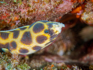 不思議なモヨウモンガラドオシ（ウミヘビ科）。
英名学名：Tiger snake eel,...