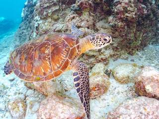 Obraz premium サンゴ礁をゆったりと泳ぐ大きく美しいアオウミガメ（ウミガメ科）。 英名学名：green sea turtles, Chelonia mydas 東京都伊豆諸島式根島-2024 