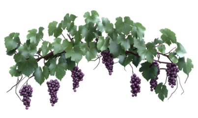 Lush grapevine with ripe purple grapes, leaves, and vines; perfect for wine labels or autumn themes