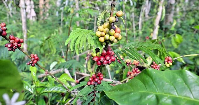  Coffee tree bearing fruit in the field