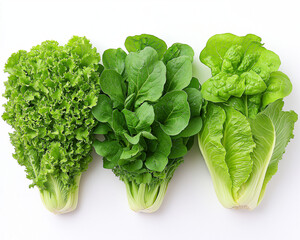Fresh Romaine, Iceberg, and Butterhead Lettuce on White Background, Stock Photos of Crisp, Green Leafy Lettuce with Natural Textures for Food, Nutrition, & Healthy Eating 