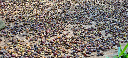 Coffee beans drying in the sun. coffee cherries lying to dry in the sun in a drying station on raised bamboo beds	
