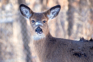 Whitetail Deer doe, with patch of snow on her nose,  is standing in a background of snowy winter