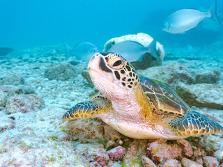 ゆったり泳ぐ美しく大きなアオウミガメ（ウミガメ科）。
英名学名：green sea turtle (Chelonia mydas)
美しいイスズミ（イスズミ科）の群れ他。
英名学名：Brassy Chub, Kyphosus vaigiensis
東京都伊豆諸島式根島-2024
