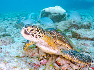 Obraz premium ゆったり泳ぐ美しく大きなアオウミガメ（ウミガメ科）。 英名学名：green sea turtle (Chelonia mydas) 美しいイスズミ（イスズミ科）の群れ他。 英名学名：Brassy Chub, Kyphosus vaigiensis 東京都伊豆諸島式根島-2024 