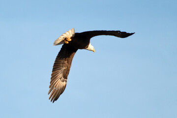 Bald Eagle Flying