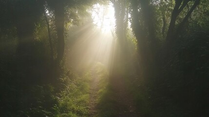 Naklejka premium Sunbeams Illuminate Misty Forest Path