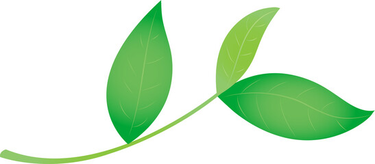 chinese tea related-tea leaf