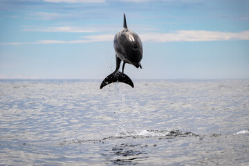 Dolphin Jumping out of Ocean