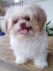 Shih Tzu and Shi Hua Hua mix