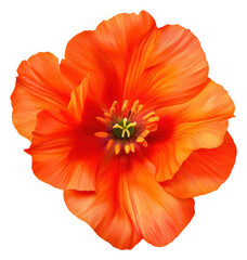 Closeup Orange Poppy Flower On Transparent Background