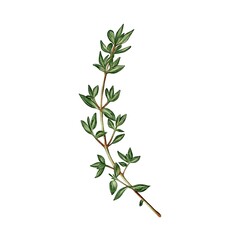 Watercolor illustration of a delicate thyme sprig on a white background. leaves and thin stem are depicted with a focus on natural detail. Ideal for culinary, botanical, and nature-themed projects.