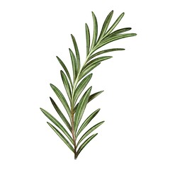 Detailed botanical illustration of rosemary sprig on a white background. leaves and delicate stem are depicted with a focus on natural detail. Ideal for culinary, botanical, and nature-themed projects