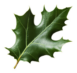 Fototapeta premium Green holly leaf with sharp edges on transparent background, botanical nature study, seasonal foliage concept