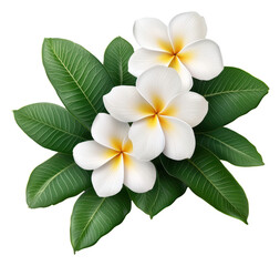 Obraz premium Three White Plumeria Flowers On Green Leaves